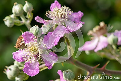 Common bramble rubus fruticosus plant Stock Photo