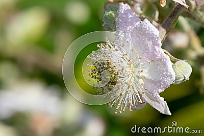 Common bramble rubus fruticosus plant Stock Photo