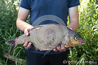 Common bream Stock Photo