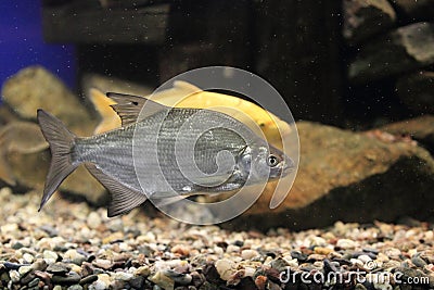 Common bream Stock Photo