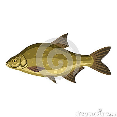 Common bream, freshwater, bronze carp breamfish Vector Illustration
