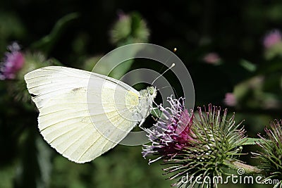 common brimstone butterfly or butter-coloured fly Stock Photo