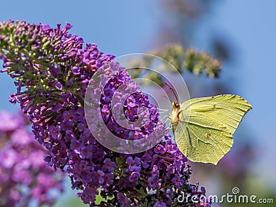 A common brimstone butterfly sitting on the flower of a butterfly bush Stock Photo