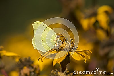 Common brimstone Gonepteryx rhamni on a summer ragwort Ligularia dentata Stock Photo