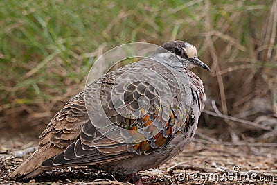 Common bronzewing Stock Photo