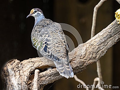 Common bronzewing, Phaps chalcoptera, a nicely colored pigeon sitting on a branch Stock Photo