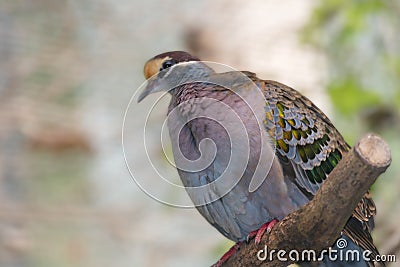 Common bronzewing, Phaps chalcoptera. a species of medium-sized, heavily built pigeon Stock Photo