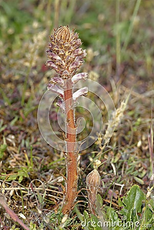 Common Broomrape Stock Photo