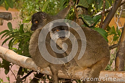 Common Brown Lemur Stock Photo