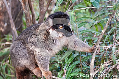 Common Brown Lemur Stock Photo