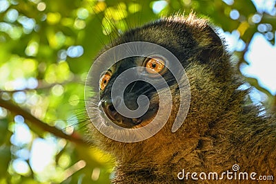 Common brown lemur, Portrait ,Madagascar nature Stock Photo