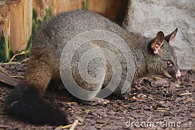 Common brushtail possum Stock Photo