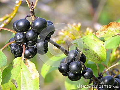 Thornhill the common buckthorn berry 2017 Stock Photo