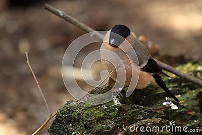 Common bullfinch Stock Photo