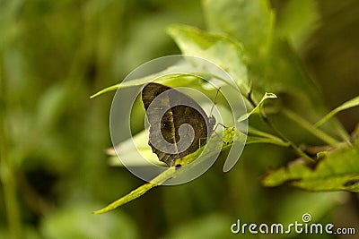 Common bush brown, Nymphalidae, Manu,Tripura Stock Photo