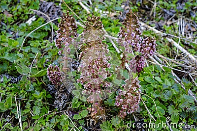 Common Butterbur, Petasites hybridus Stock Photo