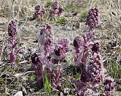 Common Butterbur Petasites hybridus, herbaceous perennial plant Asteraceae family, spring primrose Stock Photo