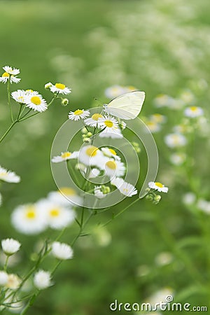 Common butterfly feeding on field flowers Stock Photo