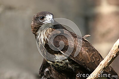 Common buzzard Stock Photo