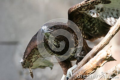 Common buzzard Stock Photo