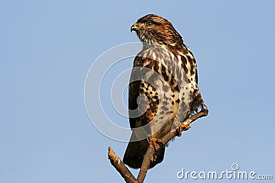 Common buzzard Stock Photo