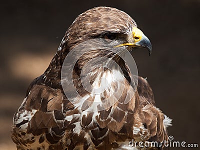 Common Buzzard Stock Photo