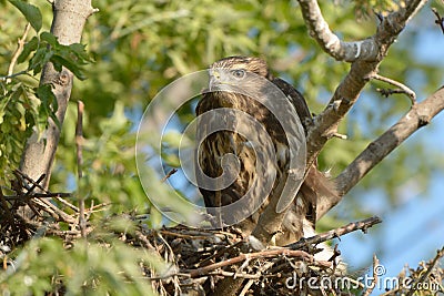 Common buzzard (Buteo buteo) Stock Photo