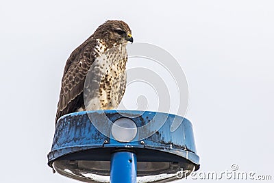 Common buzzard Buteo buteo Stock Photo