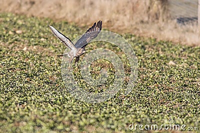 Common buzzard Buteo buteo Stock Photo