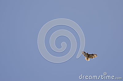 Common buzzard in flight. Stock Photo