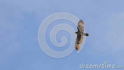 Common Buzzard flight. Buteo buteo. Stock Photo