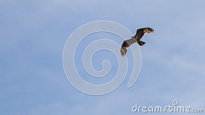 Common Buzzard flight. Buteo buteo. Stock Photo