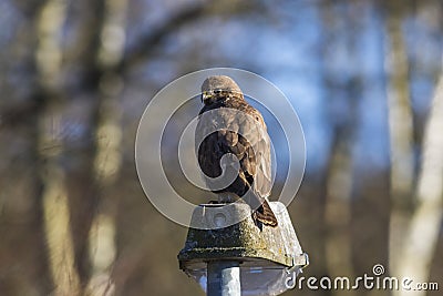 Common buzzard Buteo buteo Stock Photo