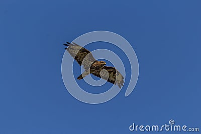 Common buzzard Stock Photo