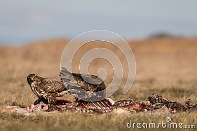 Common buzzards eating meat Stock Photo