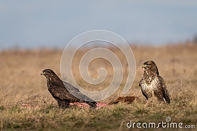 Common buzzards on a meadow Stock Photo