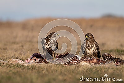 Common buzzards on a meadow Stock Photo