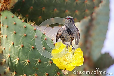 Common cactus finch sitting on a cactus flower, Santa Cruz Island in Galapagos National Park, Ecuador Stock Photo