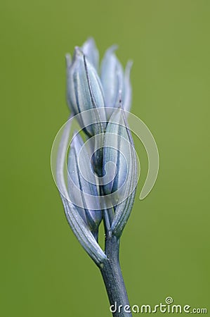 Common Camas Camassia quamash, Cowichan Garry Oak Preserve, Cowichan Valley, Vancouver Island Stock Photo