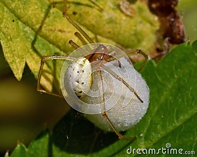 Common Candy-striped Spider Enoplognatha ovata Stock Photo