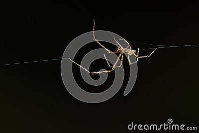 Common Candy-striped Spider - Enoplognatha ovata Stock Photo