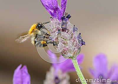 Common Carder Bumblebee - Bombus pascuorum collecting pollen. Stock Photo