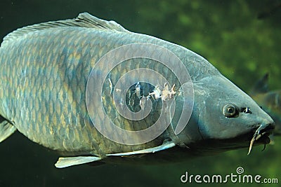 Common carp Stock Photo