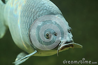 Common carp Stock Photo