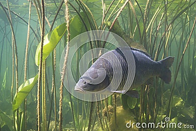 Common carp Cyprinus carpio Stock Photo