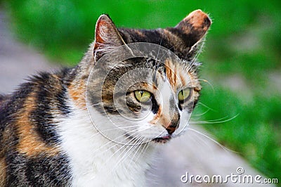 Common cat closeup Stock Photo