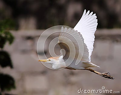 Common cattle egret Stock Photo