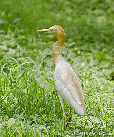 A common cattle egret in a garden Stock Photo