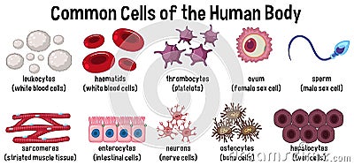 Common cells of the human body Vector Illustration