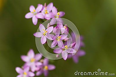 Common centaury, Centaurium erythraea Stock Photo